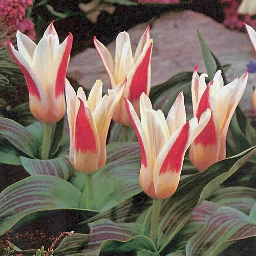 tulip johann strauss bulb size 10 11cm 25 bulbs johann strauss ___.jpg