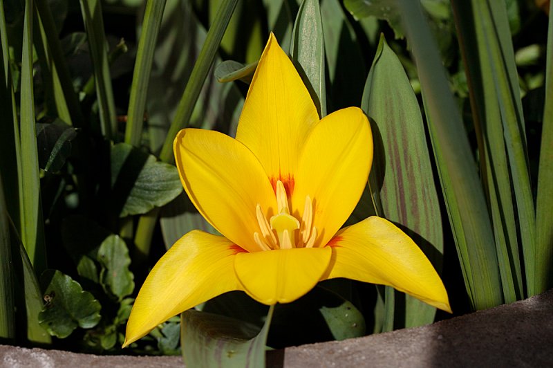 Tulip-kaufmanniana.jpg