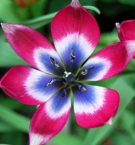 Tulip Little Beauty Bulbs.jpg