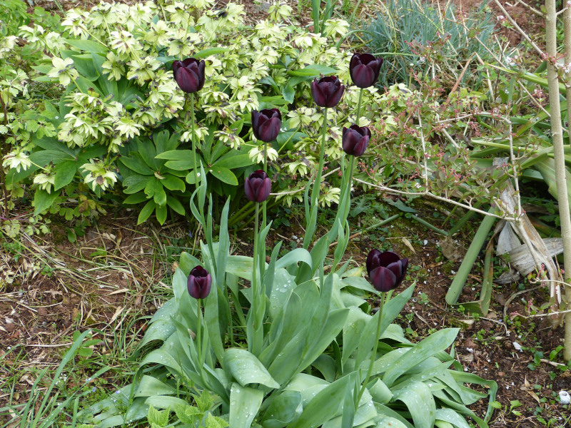 Tulip Queen of the Night.JPG