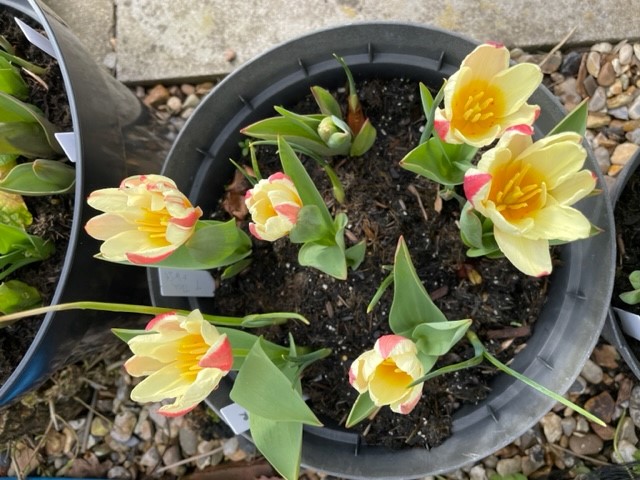 Tulip The First.jpg