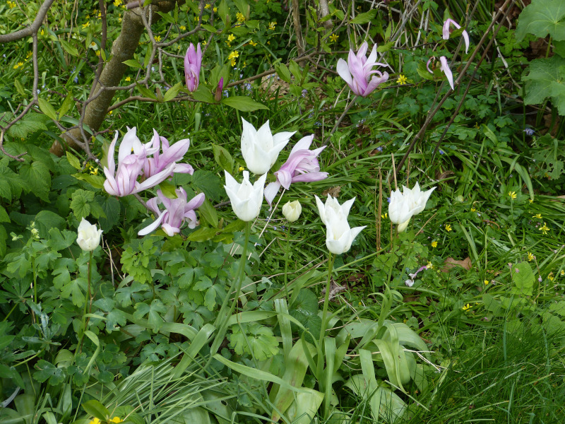 Tulip White Triumphator.JPG