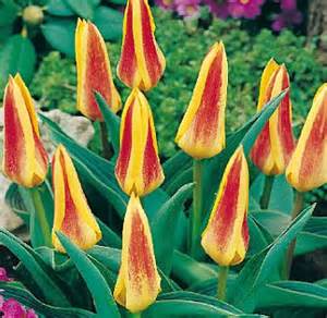 Tulipa 'Giuseppe Verdi'.jpg