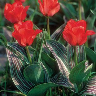 Tulipa greigii 'Red Riding Hood' _ Other-Worldly Flowers and Plants ___.jpg