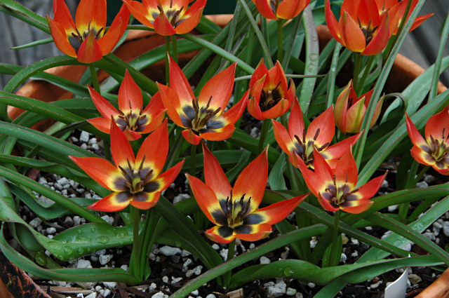 Tulipa 'Little Princess', Mary Sue Ittner.jpg