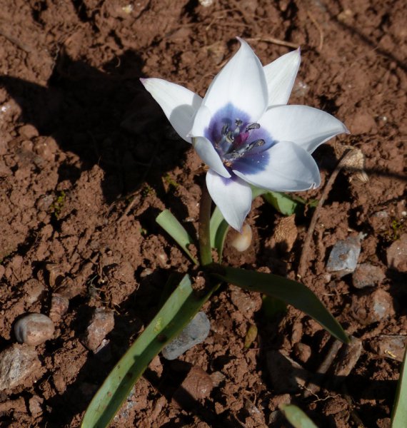 Tulipa pulchella caerulea 3.JPG