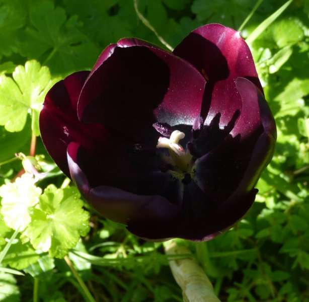 Tulipa Queen of the Night 1.JPG