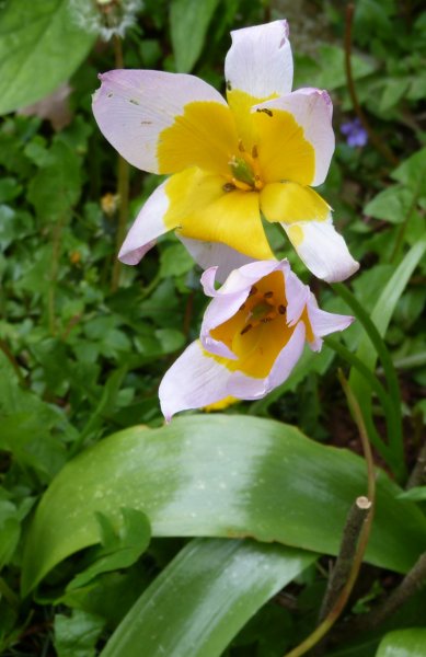 Tulipa saxatilis.JPG