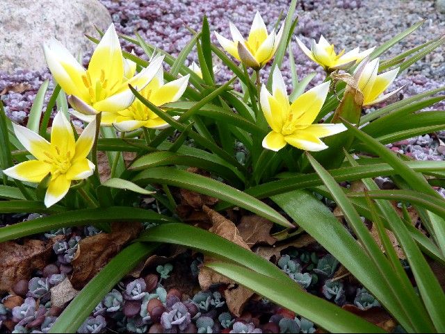 Tulipa tarda _ Plants-alpine _ Pinterest.jpg