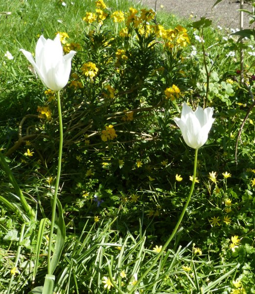 Tulipa White Imperator.JPG