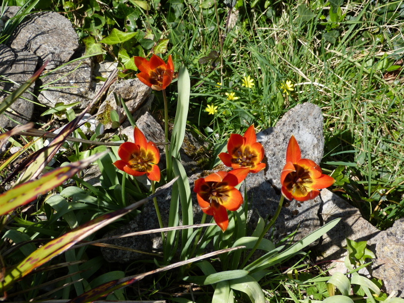 Tulipa whittallii.JPG