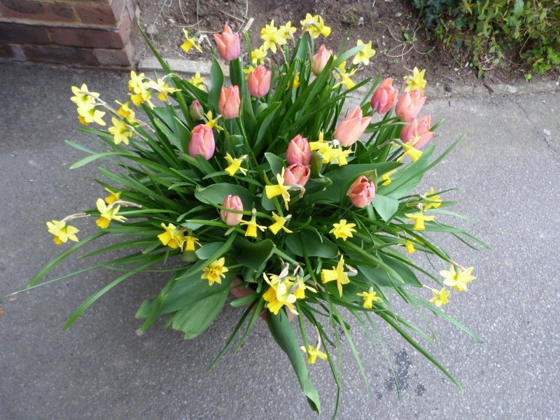 Tulips 003.JPG