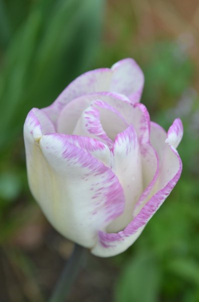 Tulips 017.JPG