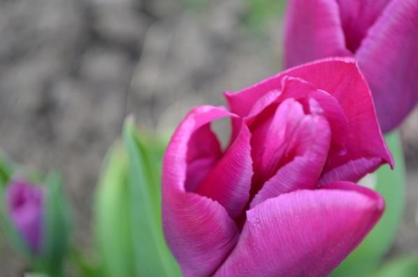 Tulips 022-001.JPG