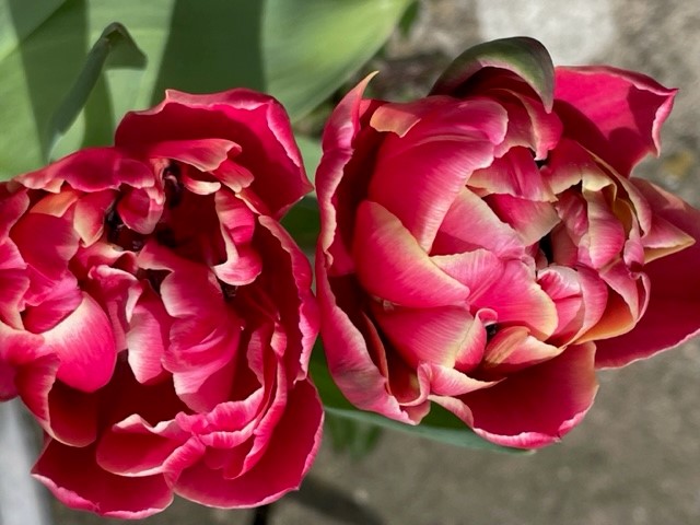 Tulips 1.jpg