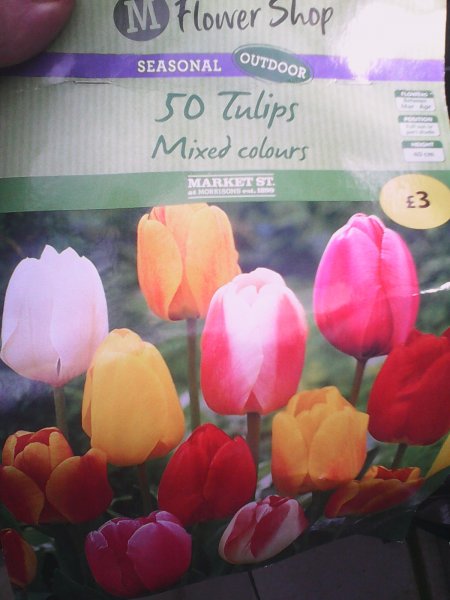 Tulips.jpg