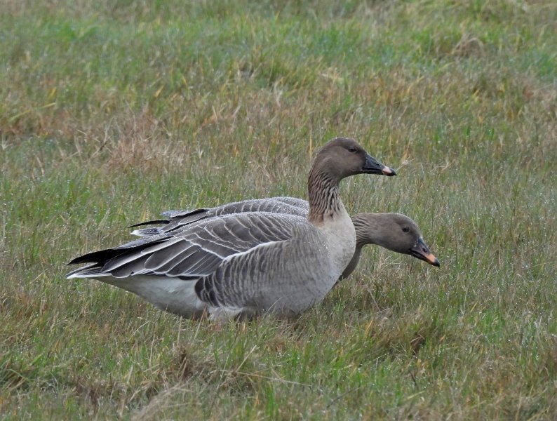 Tundra Bean Goose (14).JPG