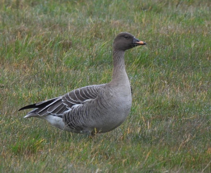 Tundra Bean Goose (8).JPG