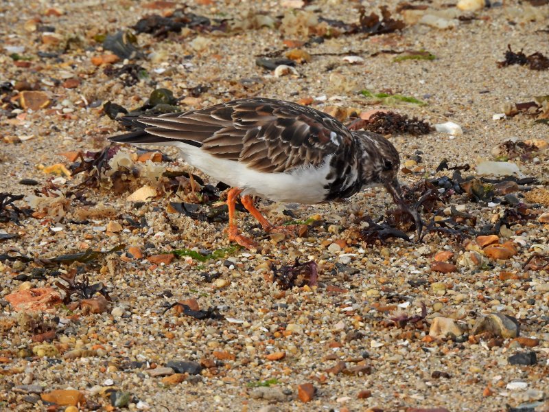 Turnstone.JPG