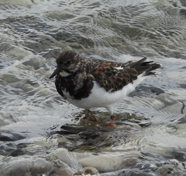 Turnstone.JPG