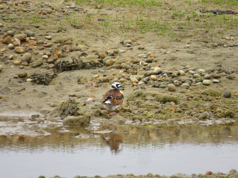 Turnstone2.JPG