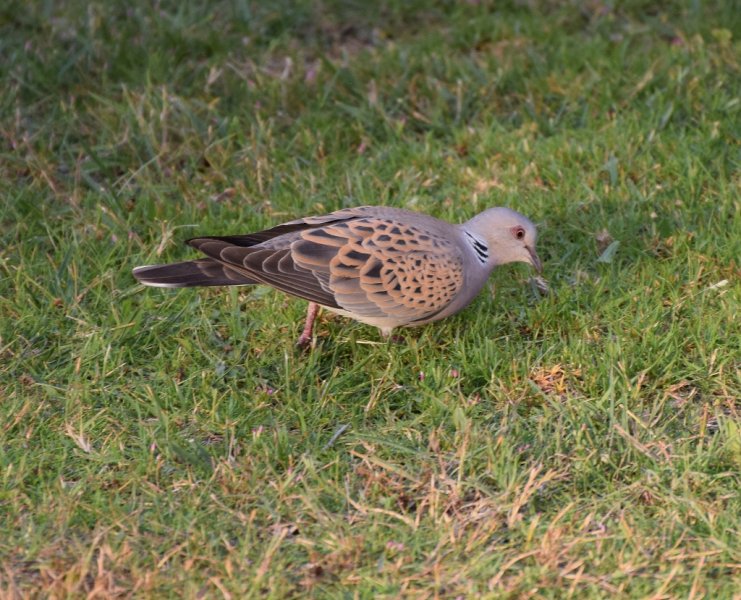 Turtle Dove 3 (1024x829).jpg