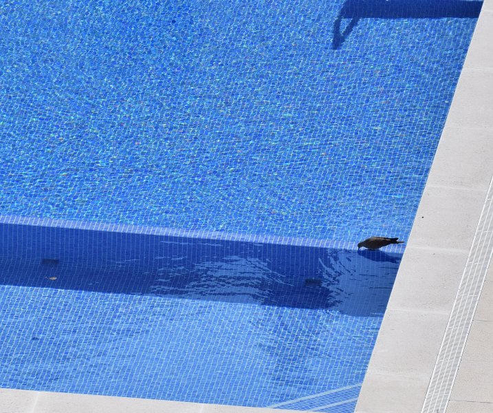 Turtle Dove in pool.jpg