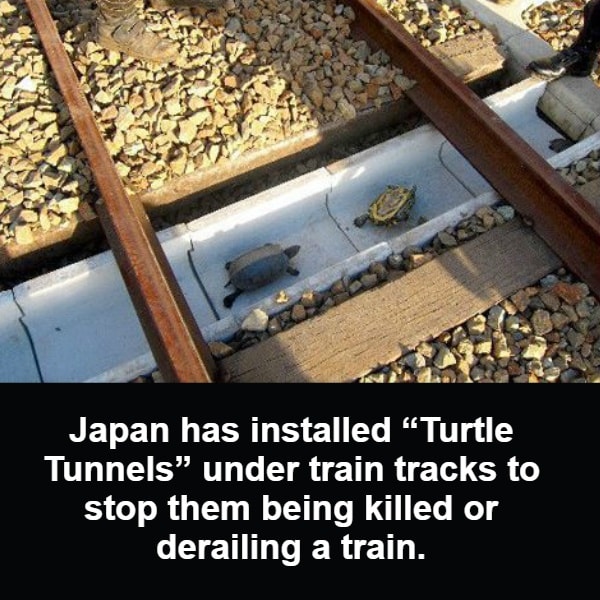 Turtle Tunnels.jpg