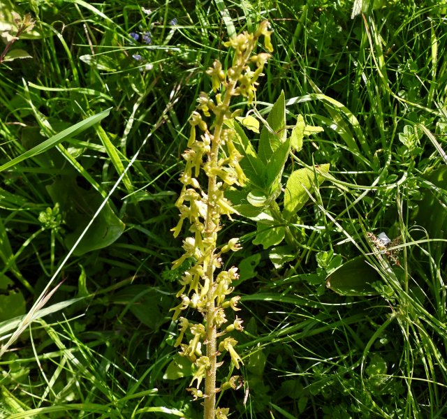 Twayblade 1.JPG