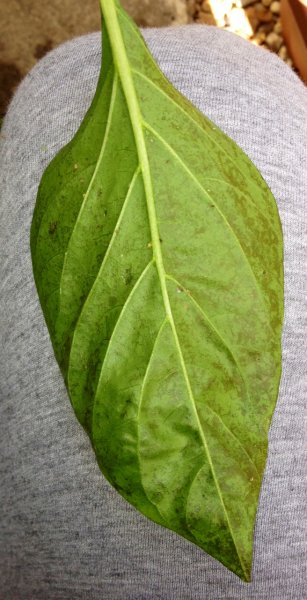 Underside Pepper leaf problem closeup.JPG