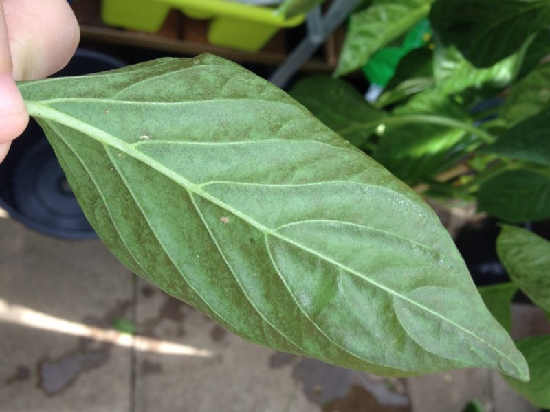 Underside Pepper leaf problem.JPG