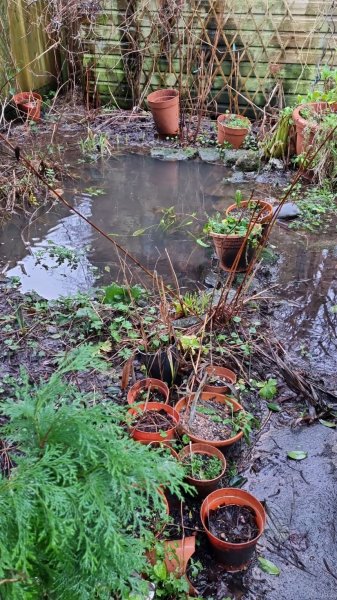 Underwater pond.jpg