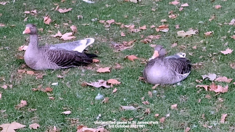 Unidentified geese in St James' Park 3rd October 2023 001.jpg