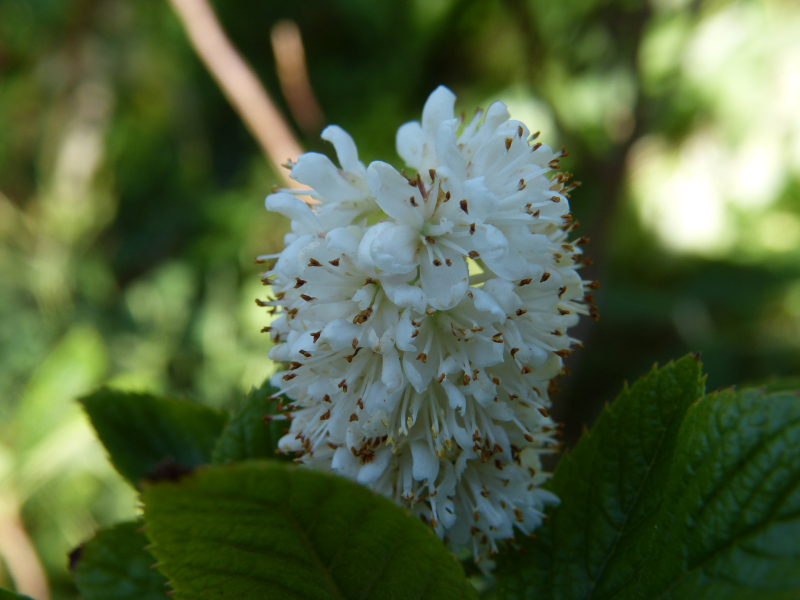 Unknown flower 1.JPG