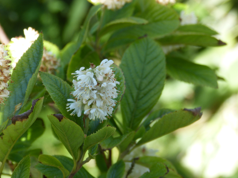 Unknown Flower 2.JPG