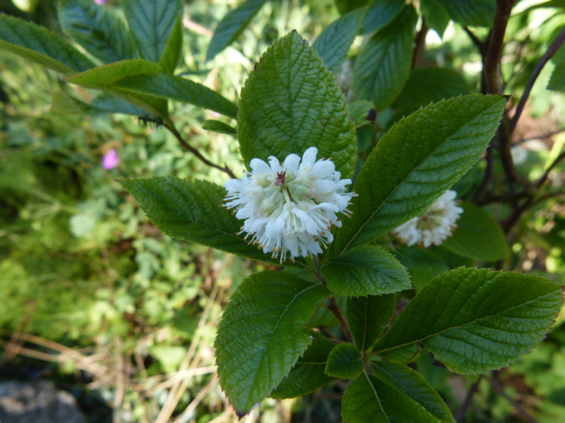 Unknown flower 3.JPG