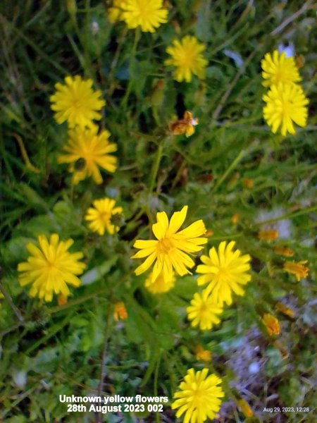 Unknown yellow flowers 28th August 2023 002.jpg