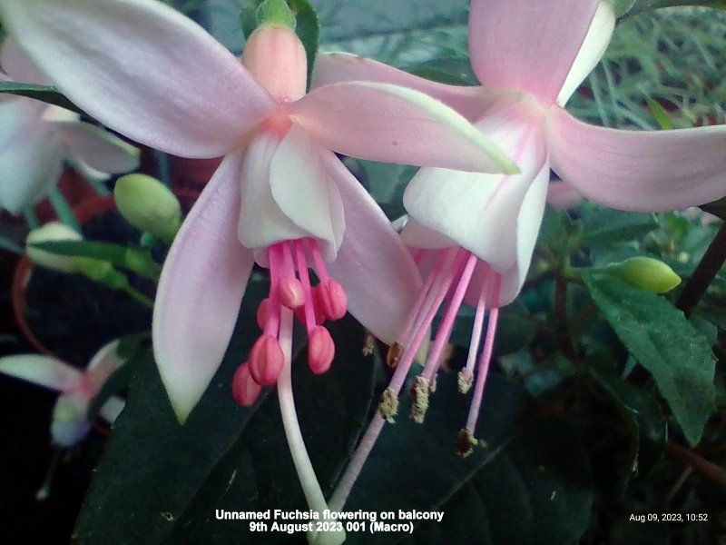 Unnamed Fuchsia flowering on balcony 9th August 2023 001 (Macro).jpg