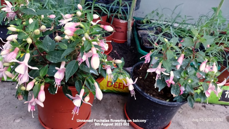 Unnamed Fuchsias flowering on balcony 9th August 2023 002.jpg