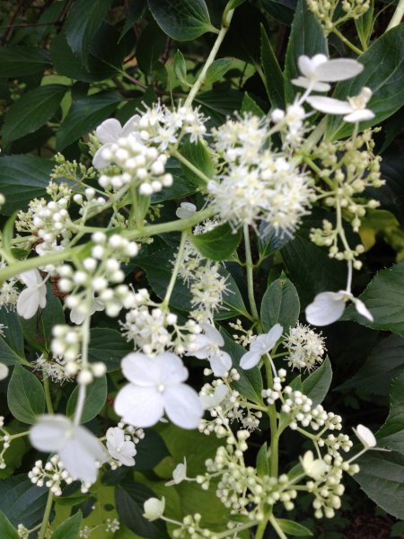 upclose KKKHydrangea.jpg