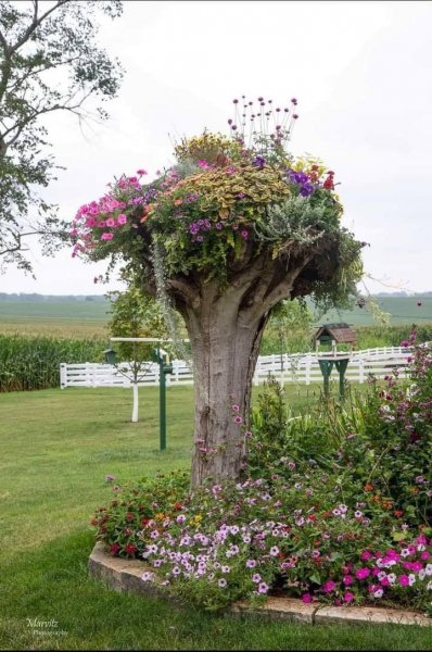 Upside Down tree.jpg