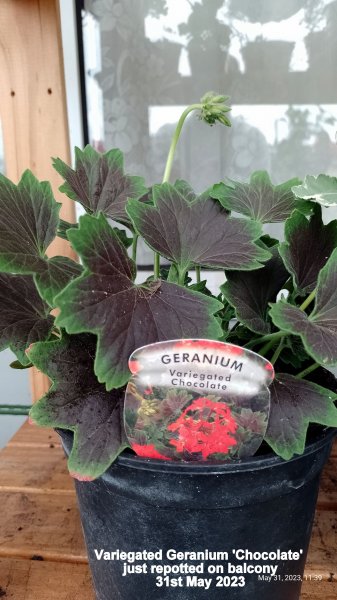 Variegated Geranium 'Chocolate' just repotted on balcony 31st May 2023.jpg