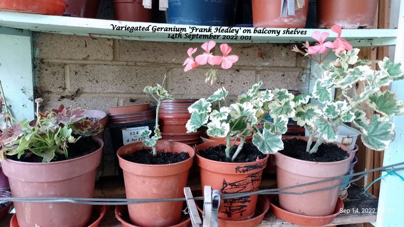 Variegated Geranium 'Frank Hedley' on balcony shelves 14th September 2022 001.jpg