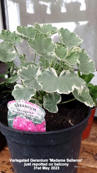 Variegated Geranium 'Madame Salieron' just repotted on balcony 31st May 2023.jpg