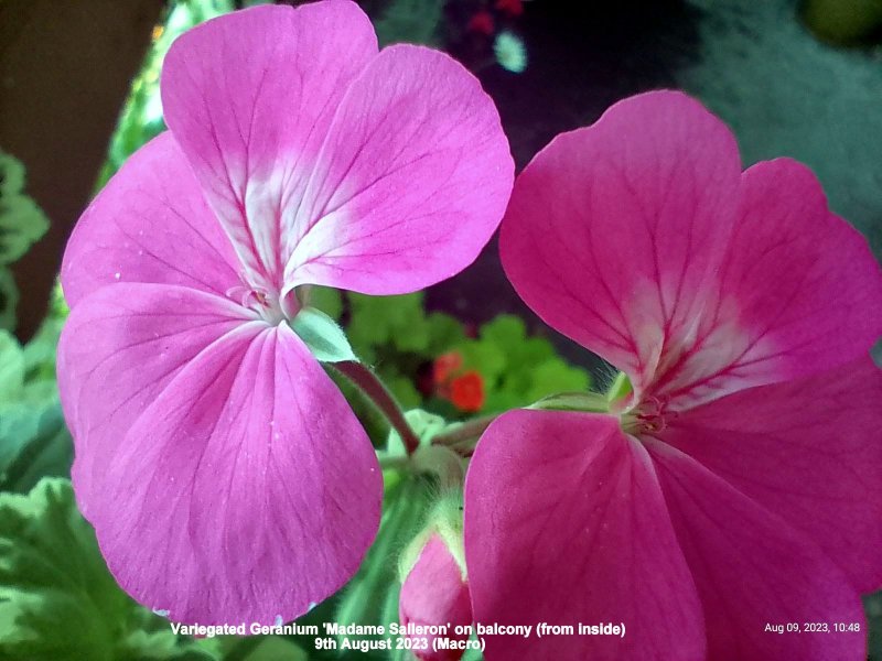 Variegated Geranium 'Madame Salleron' on balcony (from inside) 9th August 2023 (Macro).jpg