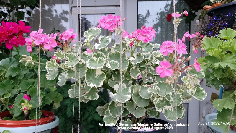 Variegated Geranium 'Madame Salleron' on balcony (from outside) 31st August 2023.jpg