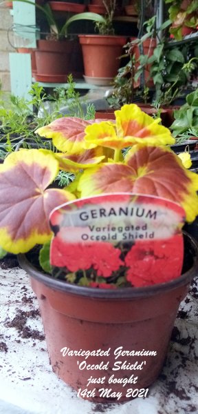 Variegated Geranium 'Occold Shield' just bought 14th May 2021.jpg