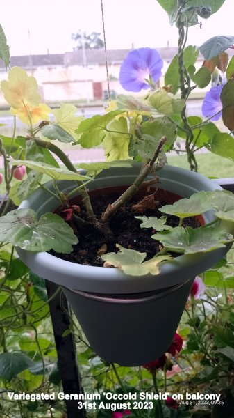 Variegated Geranium 'Occold Shield' on balcony 31st August 2023 .jpg