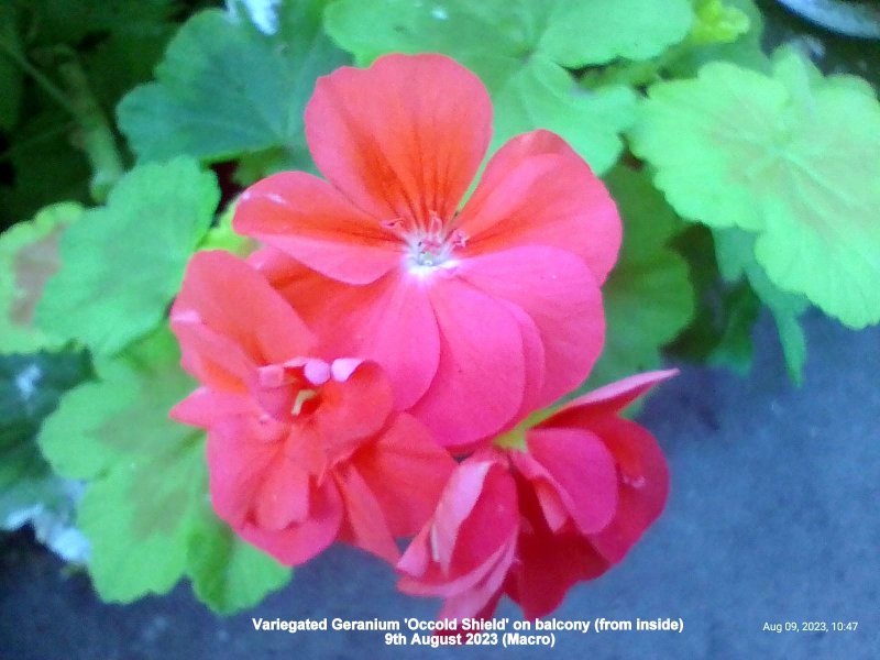 Variegated Geranium 'Occold Shield' on balcony (from inside) 9th August 2023 (Macro).jpg