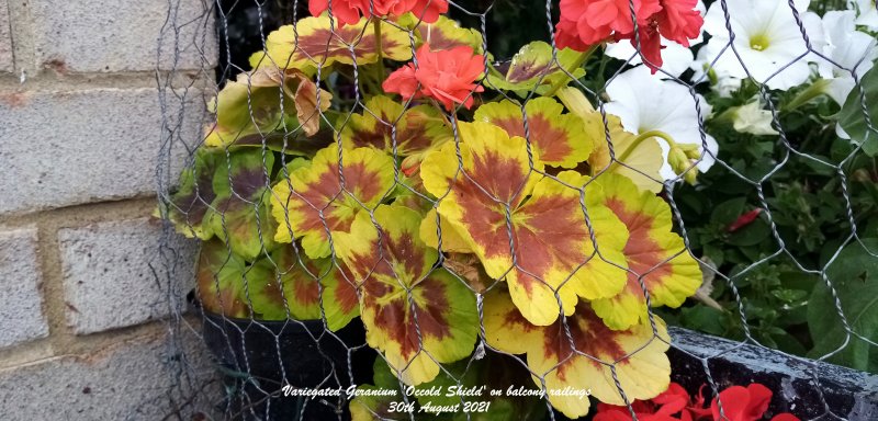 Variegated Geranium 'Occold Shield' on balcony railings 30th August 2021 00.jpg